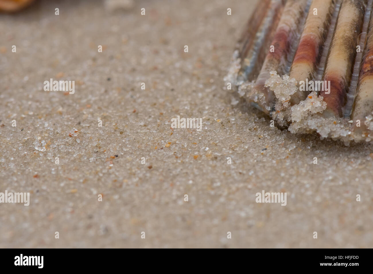 Wet sand grains cling to the edge of a sea shell on a beach in Florida ...