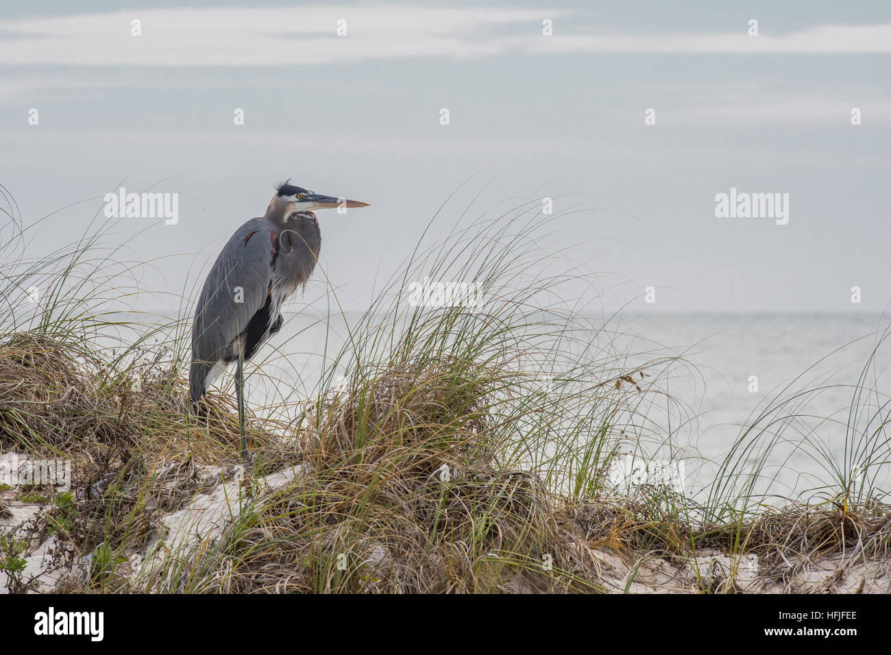 Heron with Copy Space over the gulf coast in Florida Stock Photo