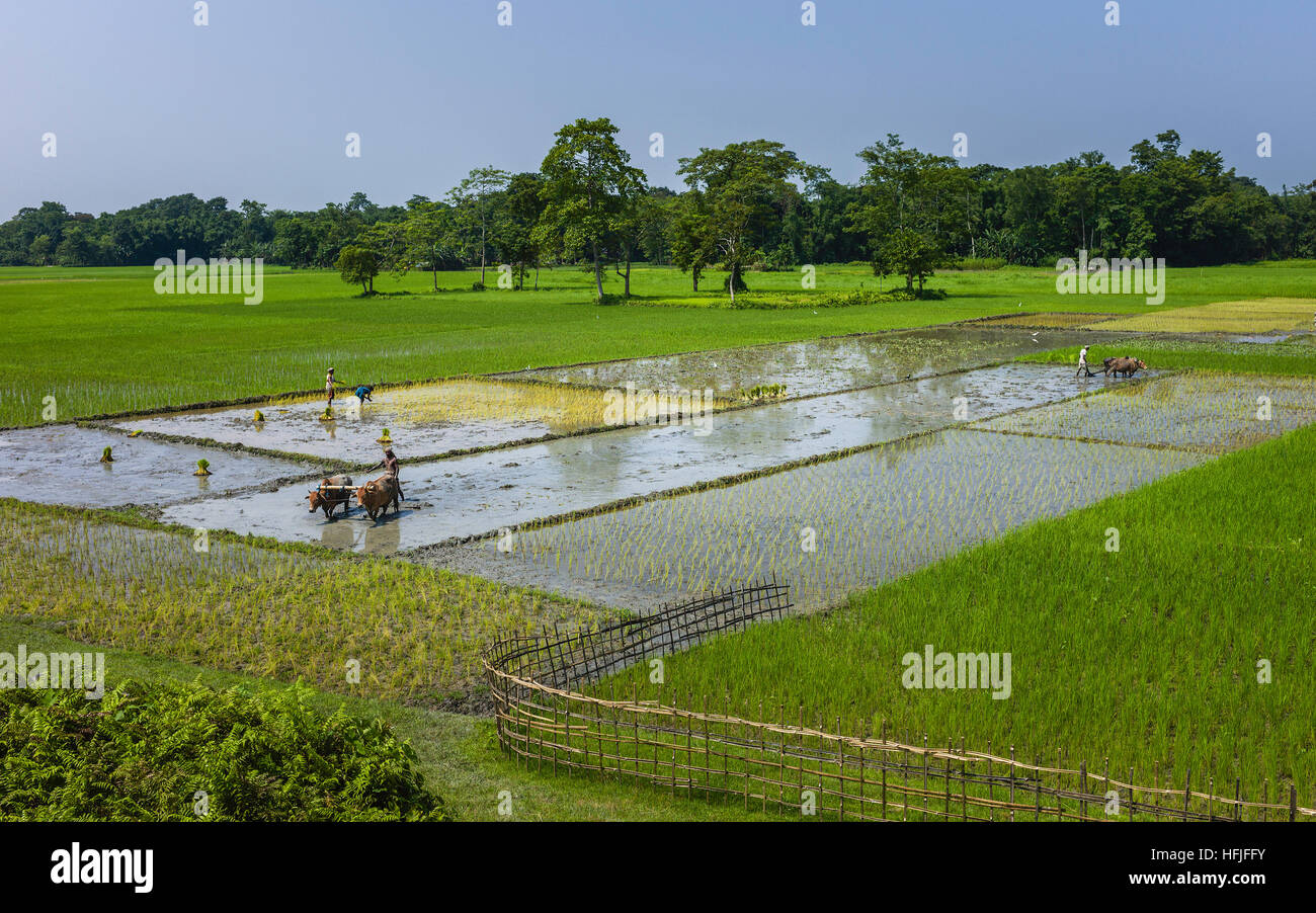 Farmers with traditional oxen driven wooden plough prepare fields for paddy saplings following monsoon rains, Assam, India. Stock Photo