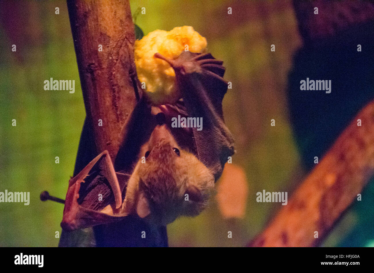 Bat feeding on an apple Stock Photo