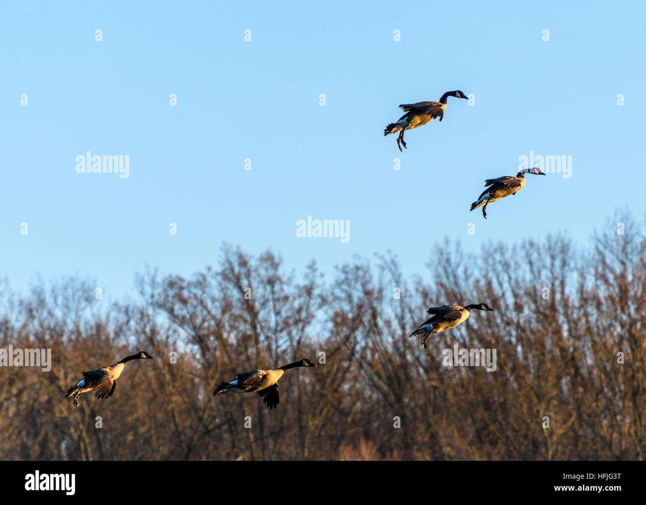 Flaps Down!! Geese landing in formation Stock Photo