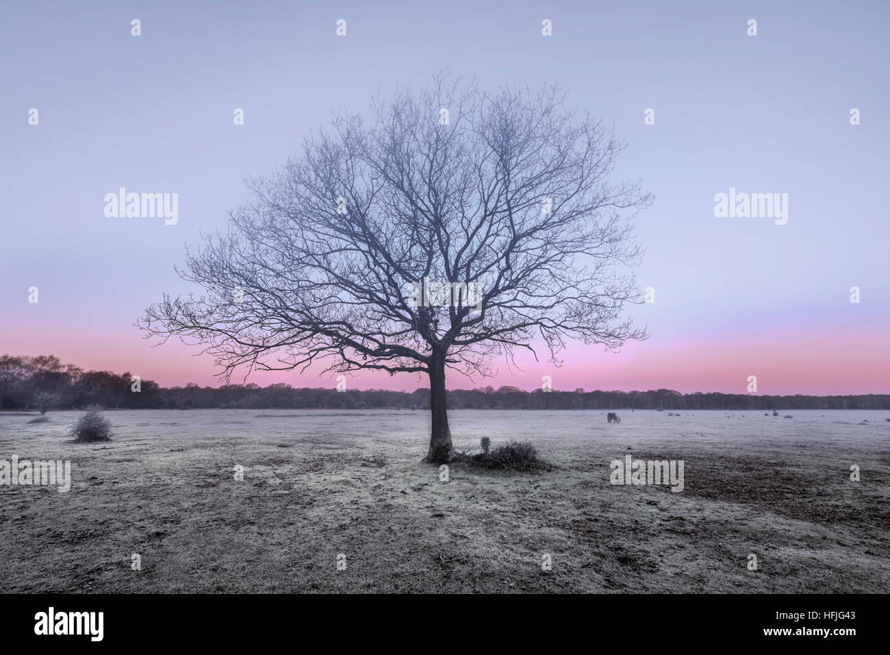 New forest landscape hampshire hi-res stock photography and images - Alamy
