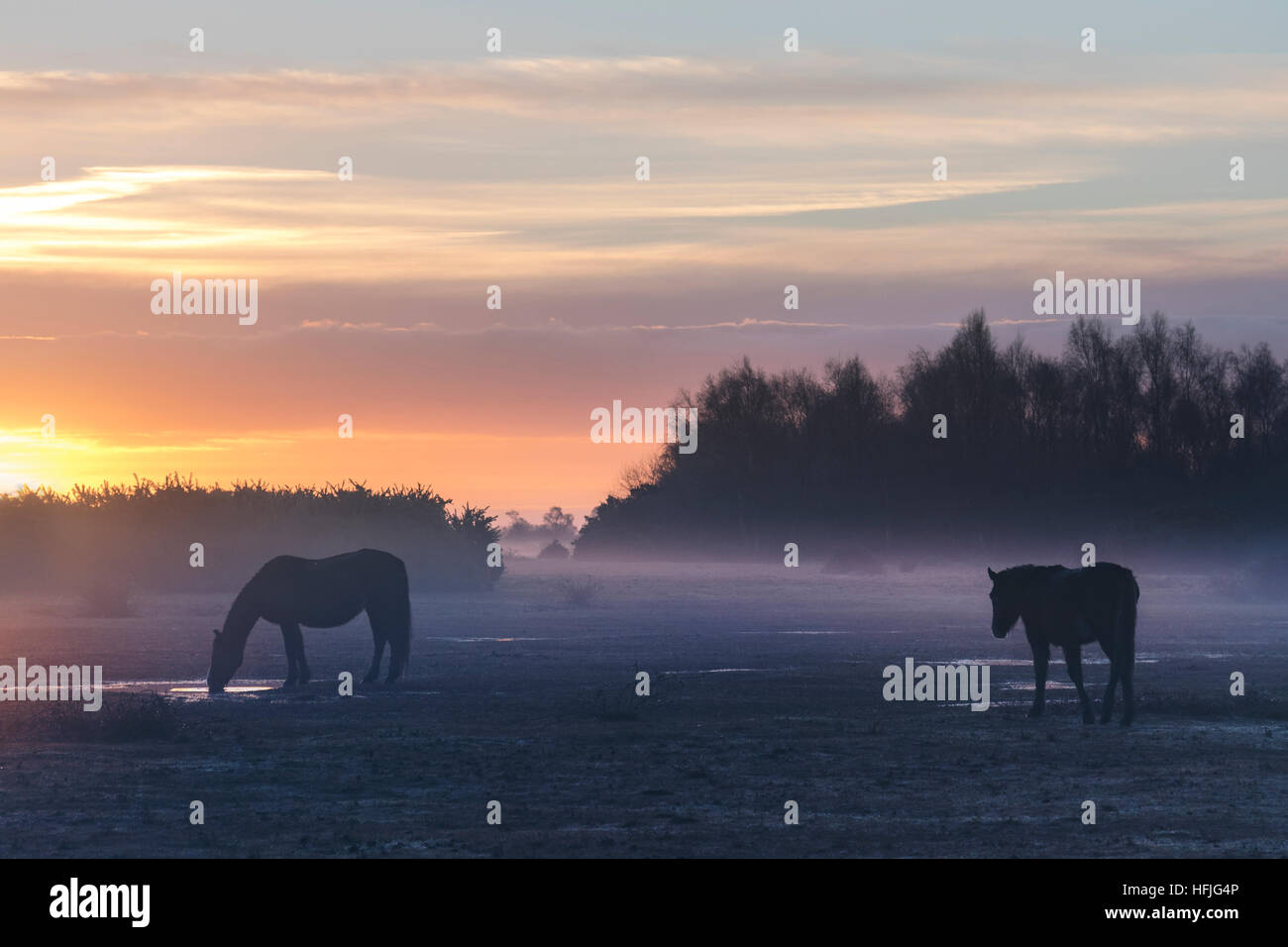 wild New Forest ponies in the sunrise in Ocknell, New Forest, Lyndhurst, Hampshire, England, UK Stock Photo