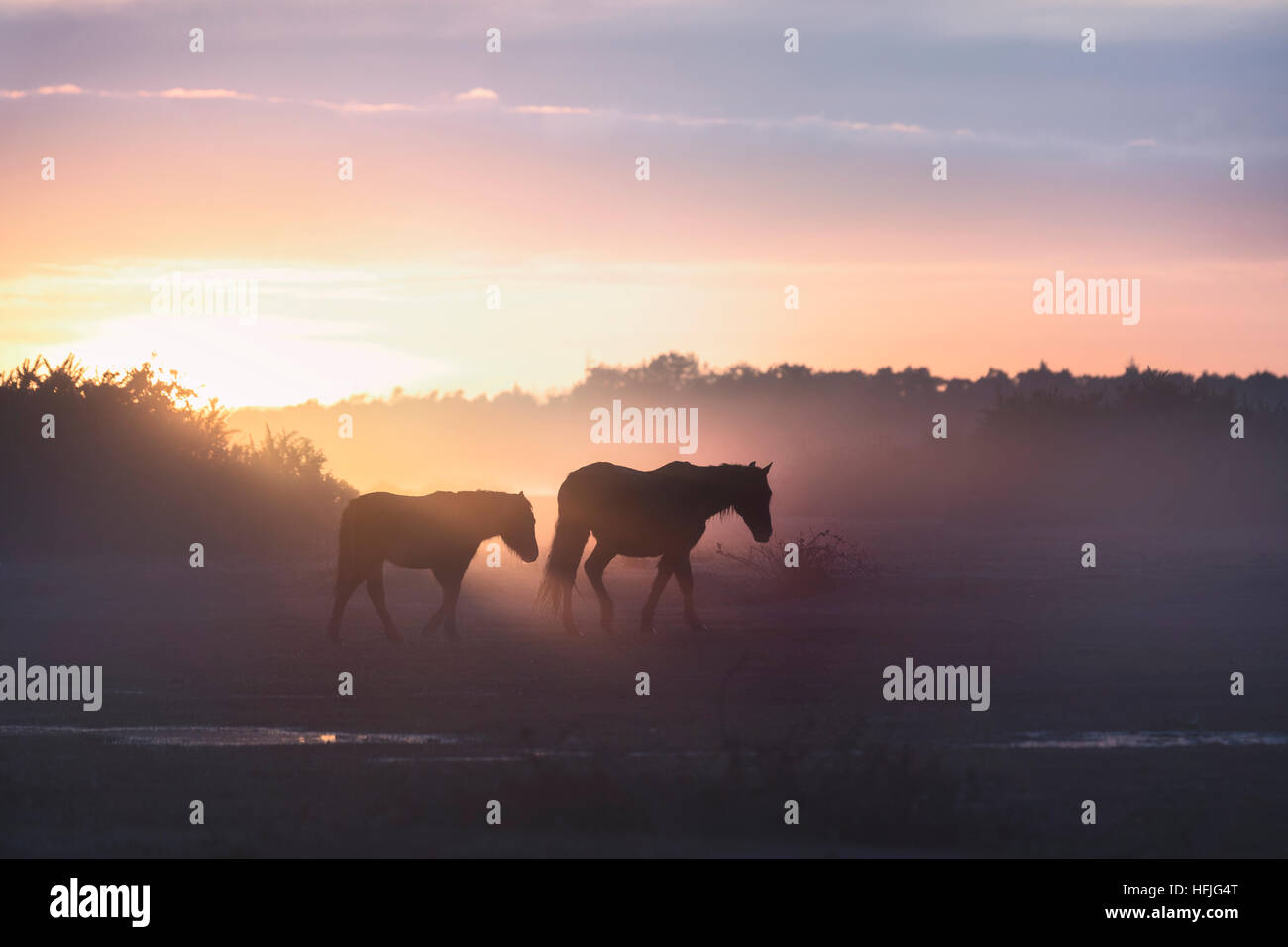 wild New Forest ponies in the sunrise in Ocknell, New Forest, Lyndhurst, Hampshire, England, UK Stock Photo