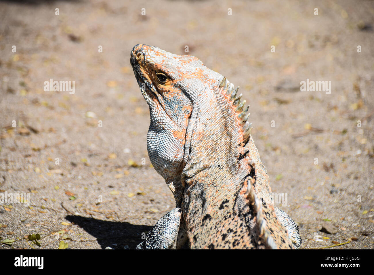 Iguana looking behind towards as the camera as it warms from the sun on one of  Costa Rica's Guanacaste beaches Stock Photo