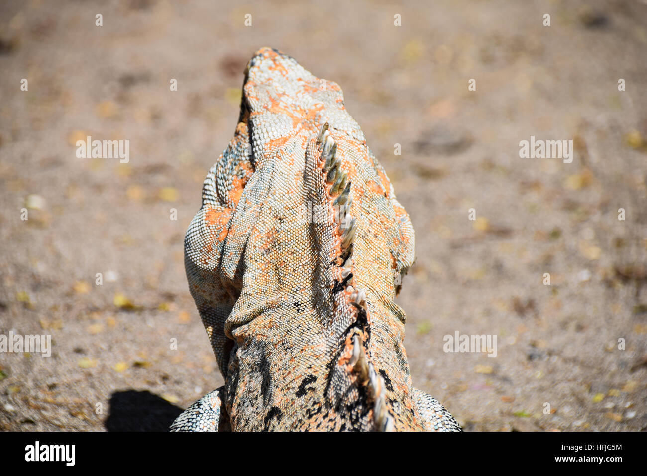 Rear view of iguana warming up on the sand Costa Rica's Guanacaste beaches Stock Photo