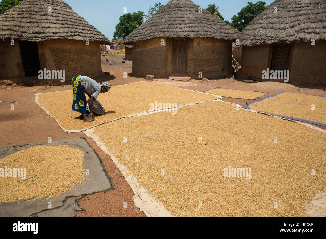 Koumban village, Guinea, 2nd May 2015; Fanta Diakité is drying paddy rice under the sun after cooking it. Stock Photo