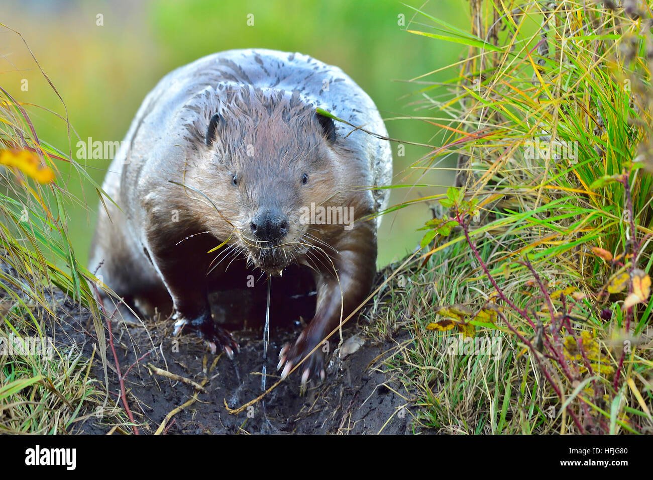 An adult wild wet beaver climbing over his dam Stock Photo