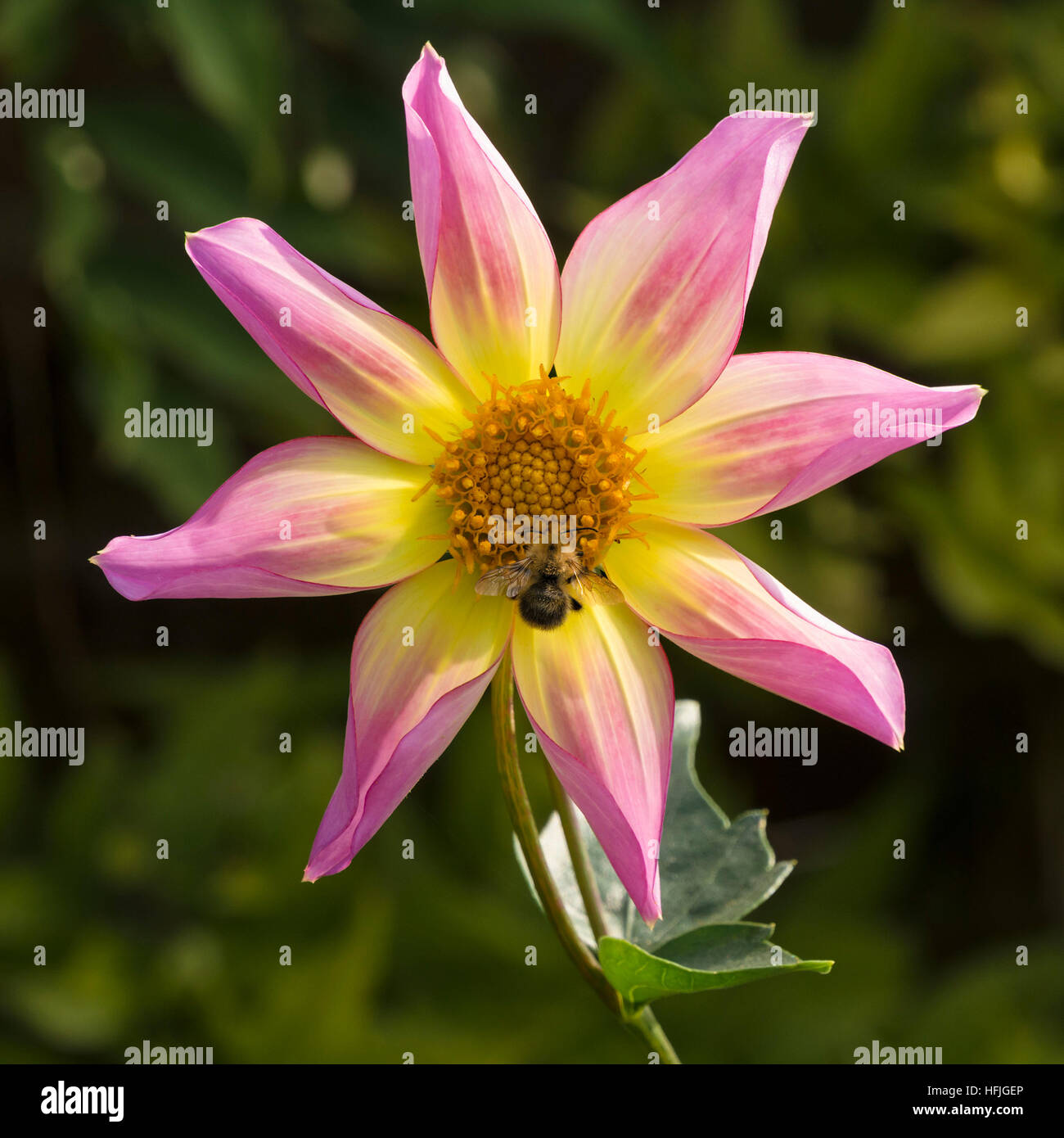Dahlia flower purple hi-res stock photography and images - Alamy