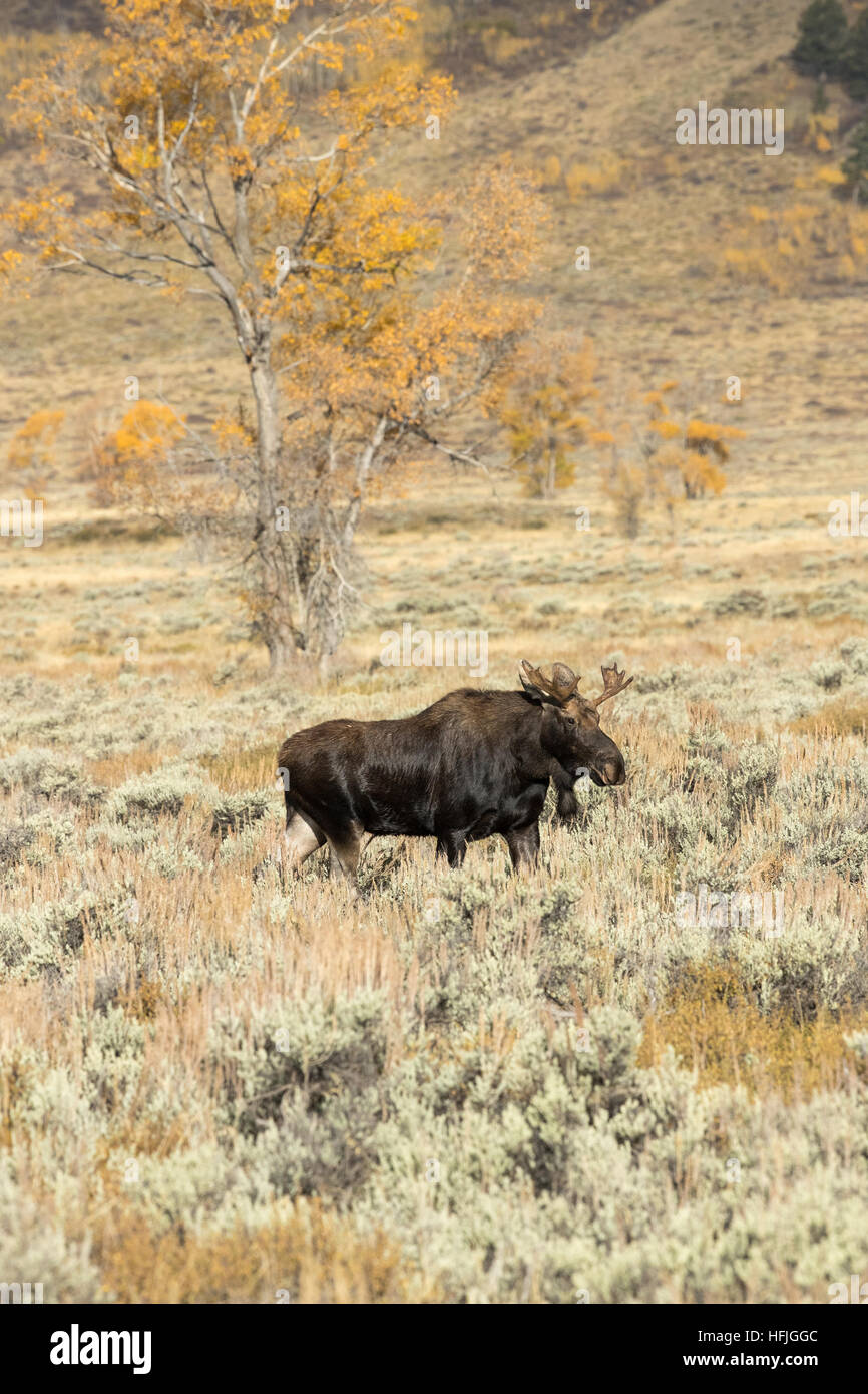 Bull Moose Grand Tetons National park Stock Photo Alamy