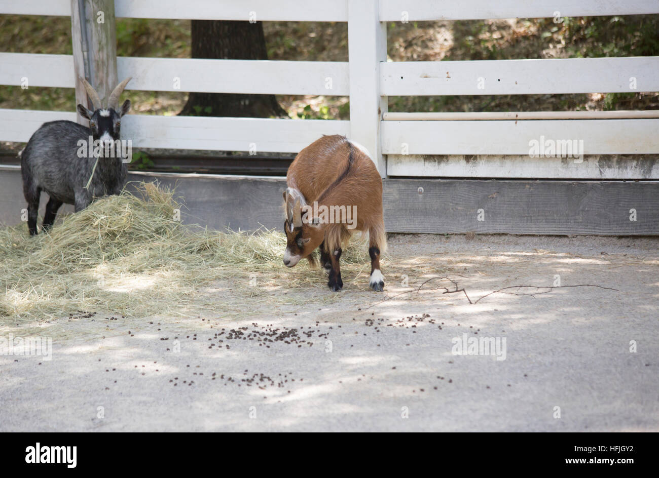Goats grazing on hay Stock Photo Alamy