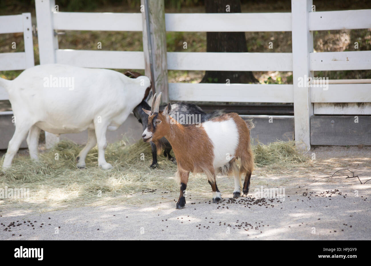 Goats in a pen Stock Photo Alamy