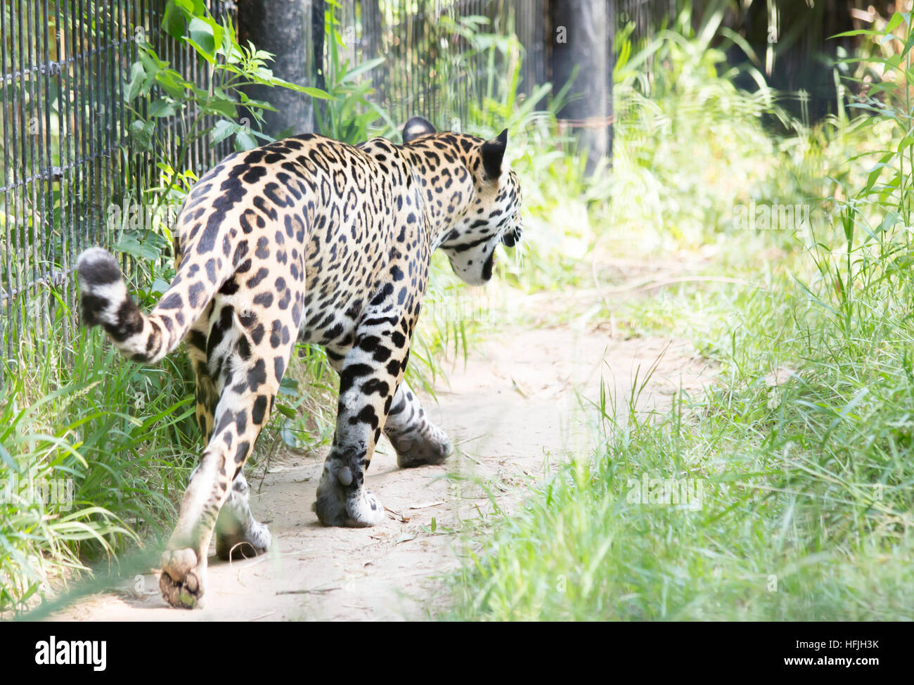 Jaguar in a cage walking away Stock Photo - Alamy