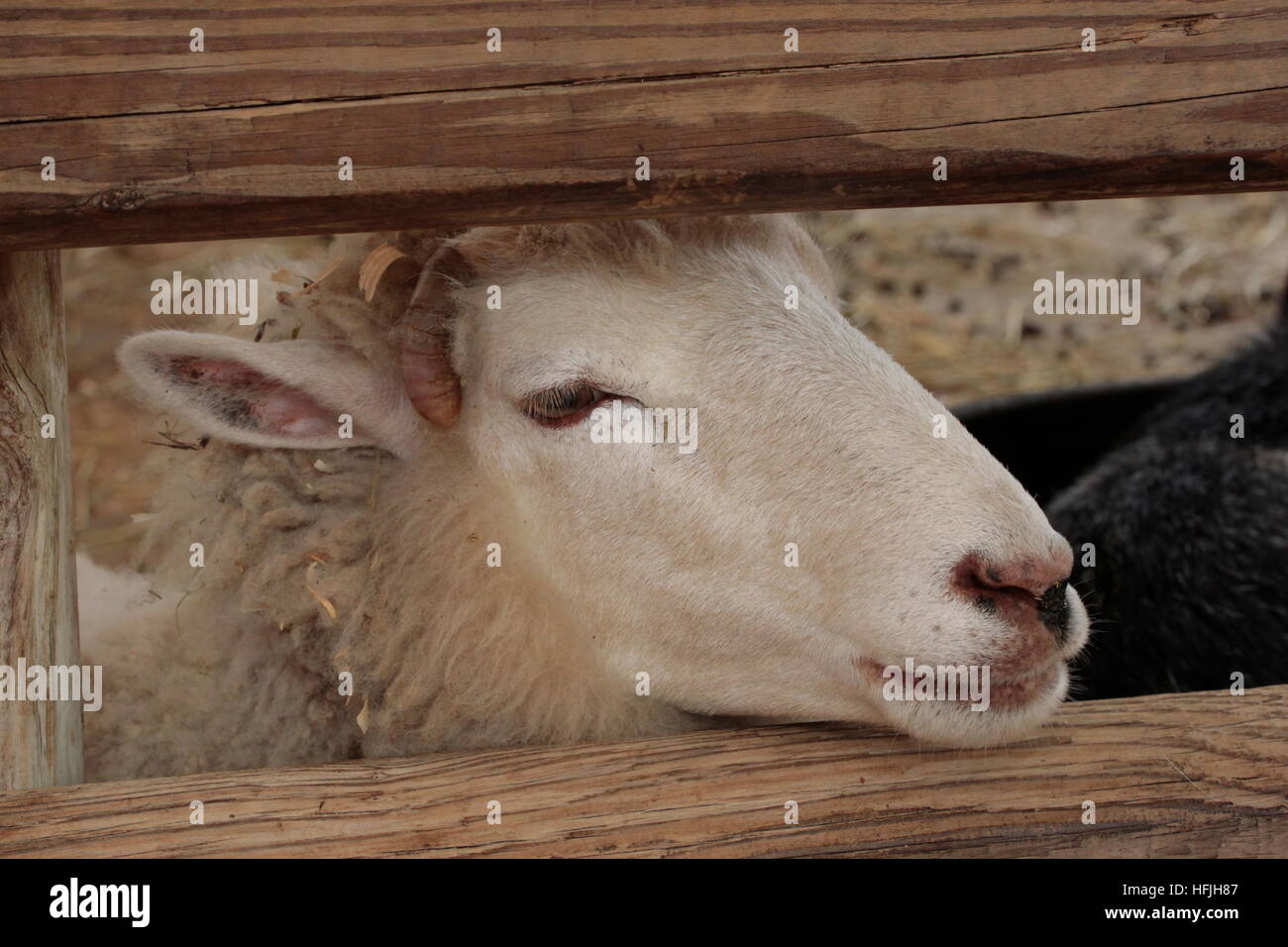 Sheep head between wooden fence posts Stock Photo - Alamy