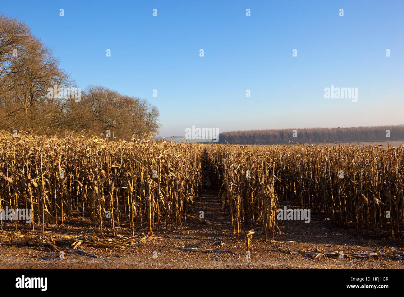 Dry maize plants grown for game bird cover in a Yorkshire wolds