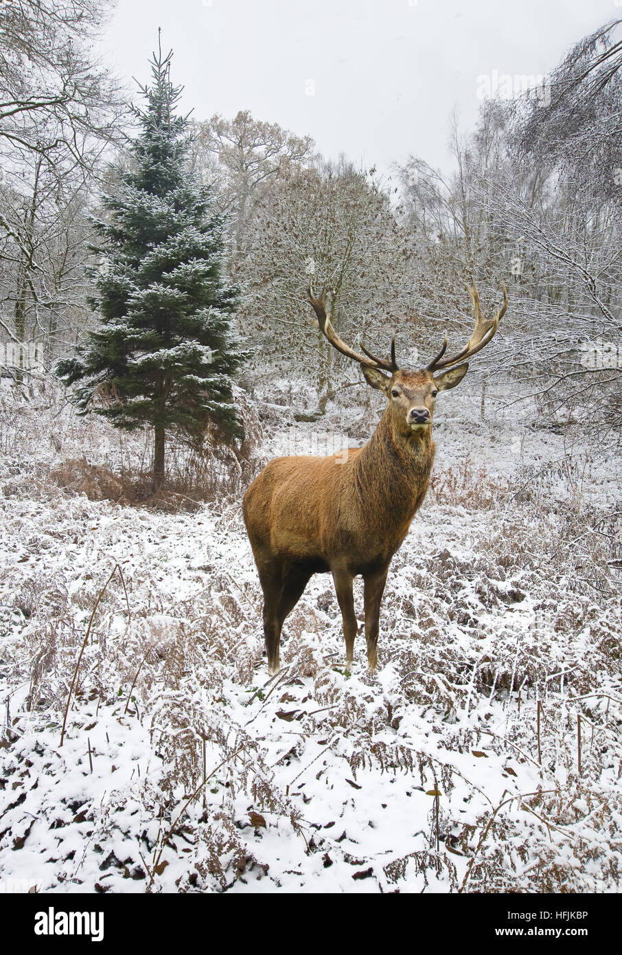 Red Deer stag in snow-covered pine forest - Stock Image - C042/9257 -  Science Photo Library
