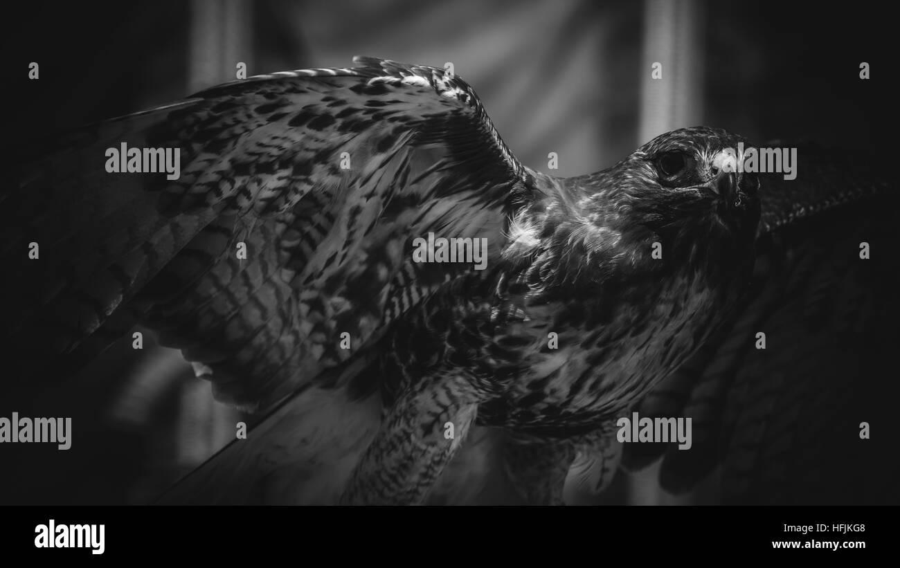 imperial eagle in black and white, beautiful and powerful bird of great size and strength Stock Photo