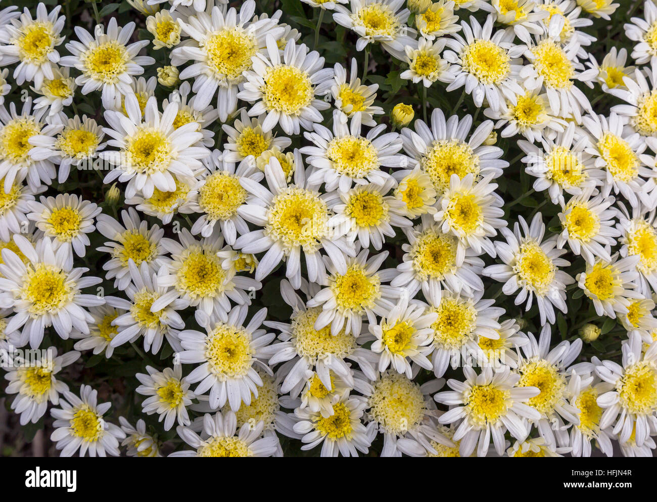 Bright white yellow seasonal flowers in lovely floral pattern and design used for texture backgrounds. Stock Photo