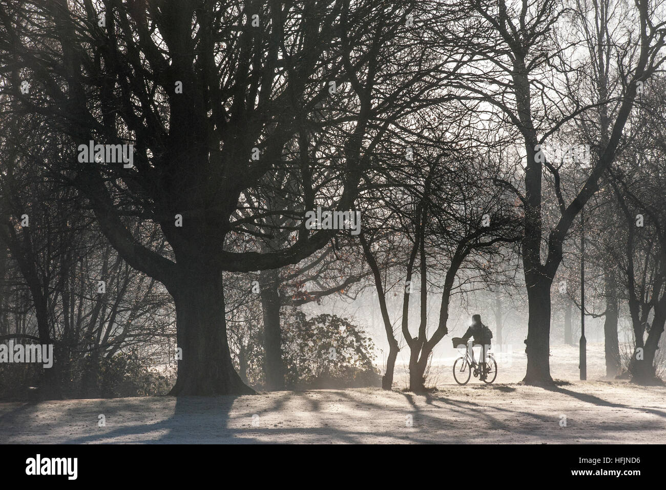 Dog Walking on a freezing cold, frosty, misty day Stock Photo Alamy