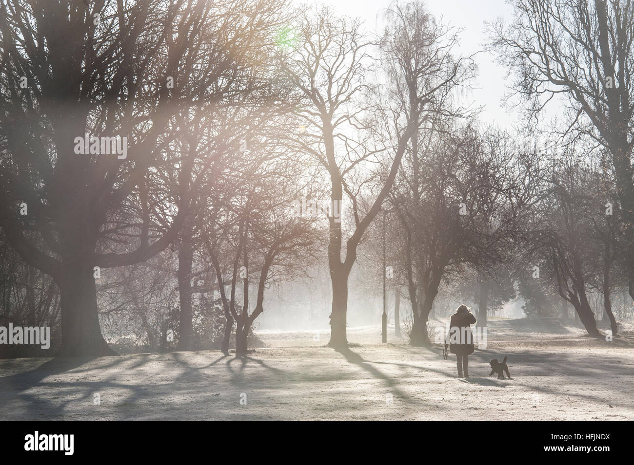 Dog Walking on a freezing cold, frosty, misty day Stock Photo Alamy