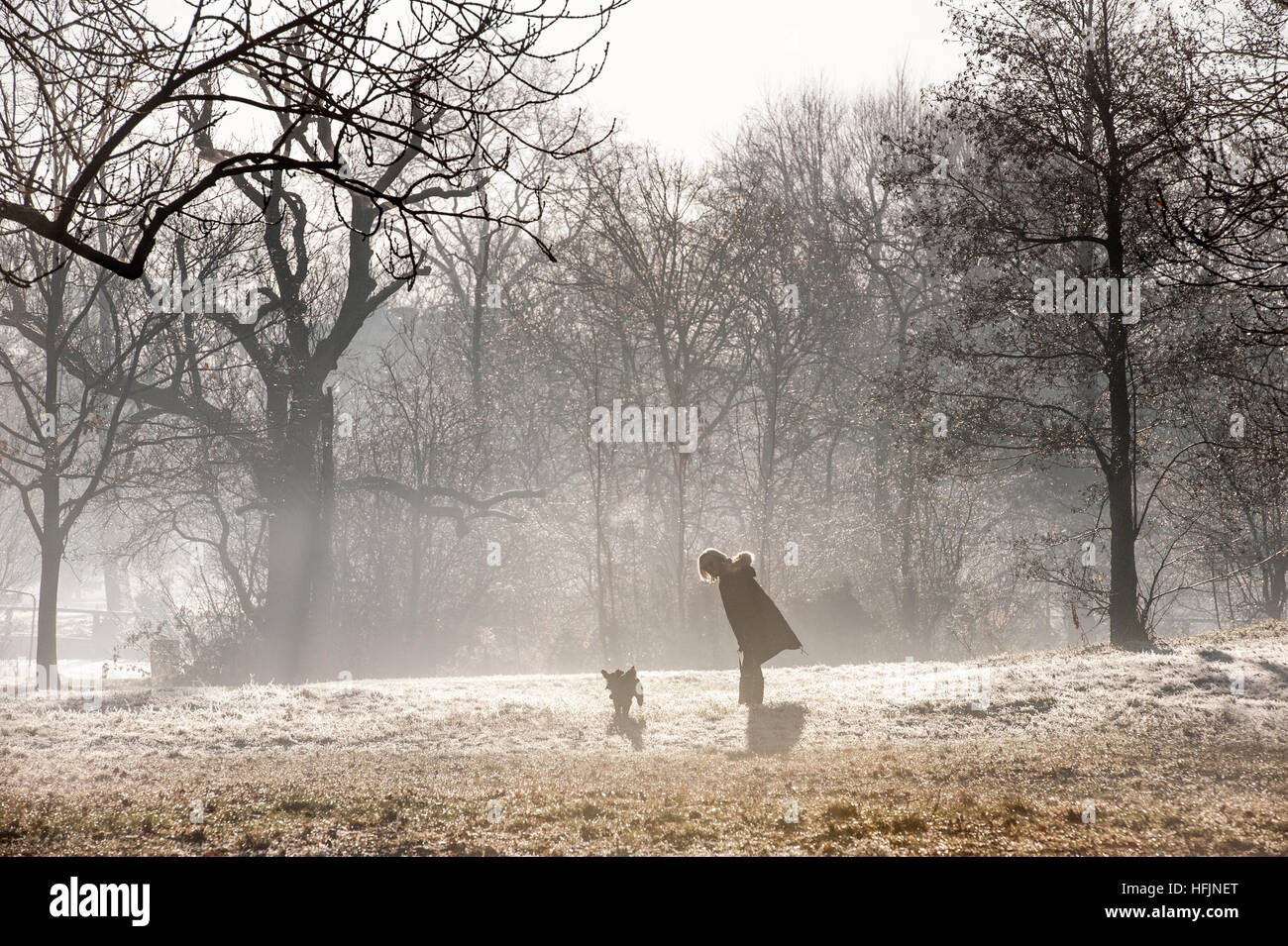 Dog Walking on a freezing cold, frosty, misty day Stock Photo Alamy