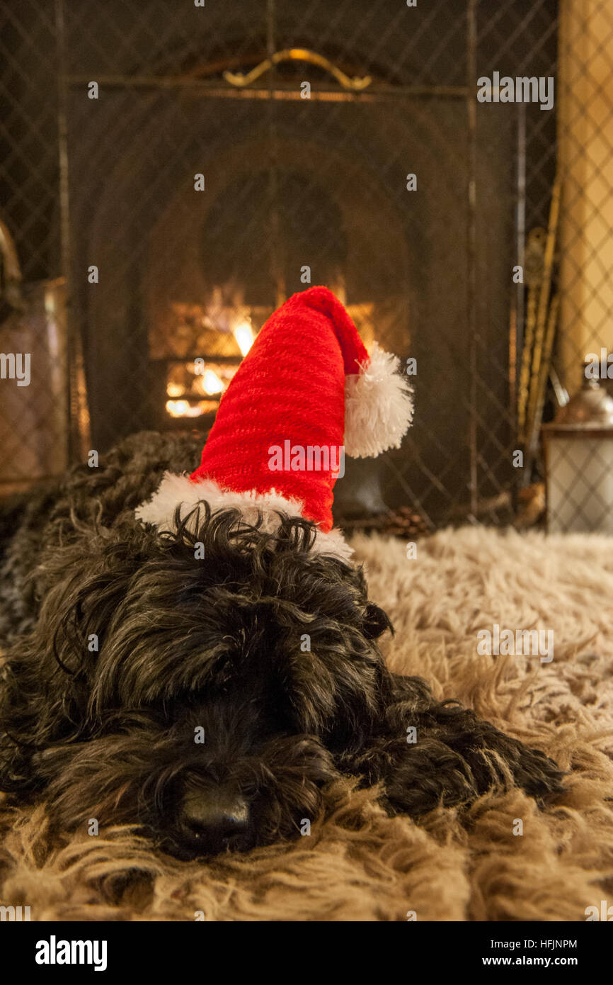 A small dog in a Christmas hat and coat in front of a fire Stock Photo