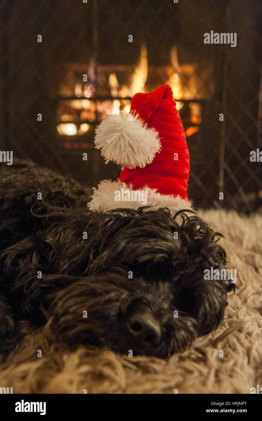 A small dog in a Christmas hat and coat in front of a fire Stock Photo