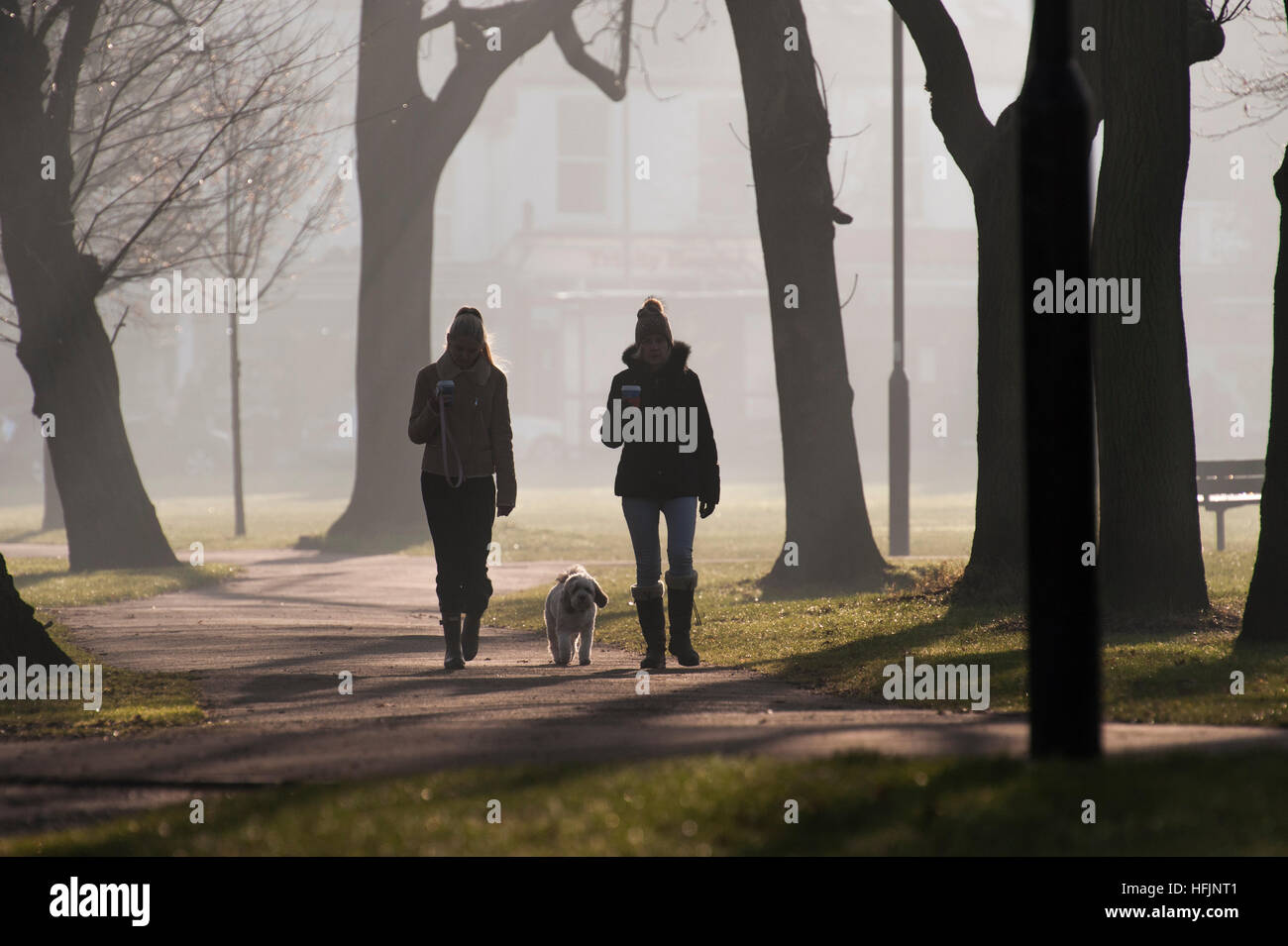 Dog Walking on a freezing cold, frosty, misty day Stock Photo Alamy