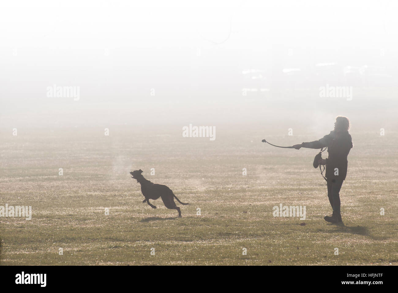 Dog Walking on a freezing cold, frosty, misty day Stock Photo Alamy