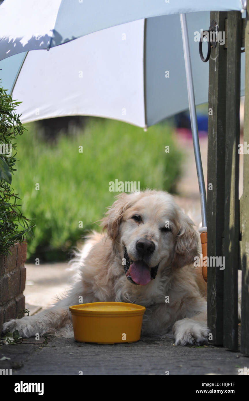 Dog sun parasol hi-res stock photography and images - Alamy