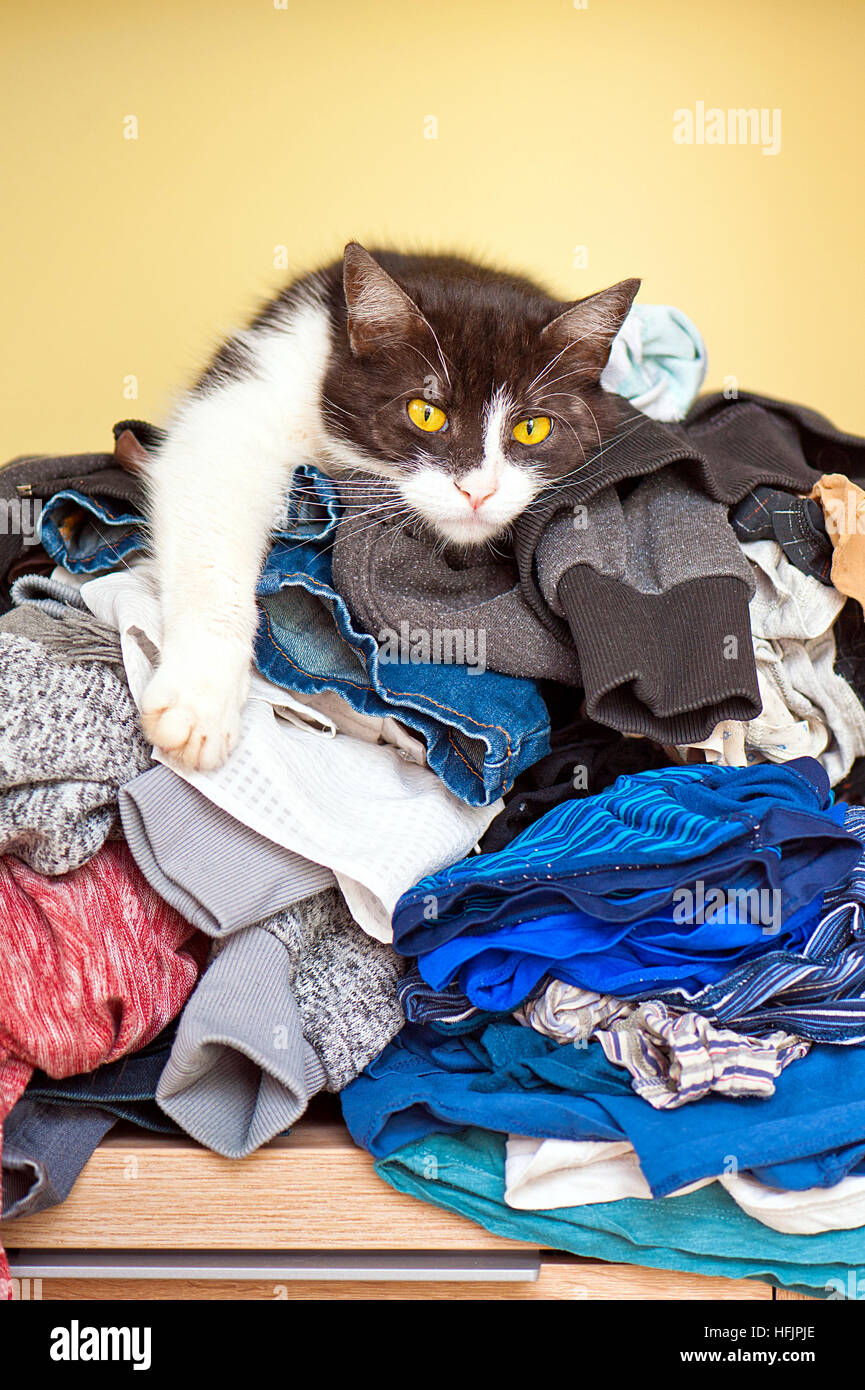 Cat laundry pile hires stock photography and images Alamy