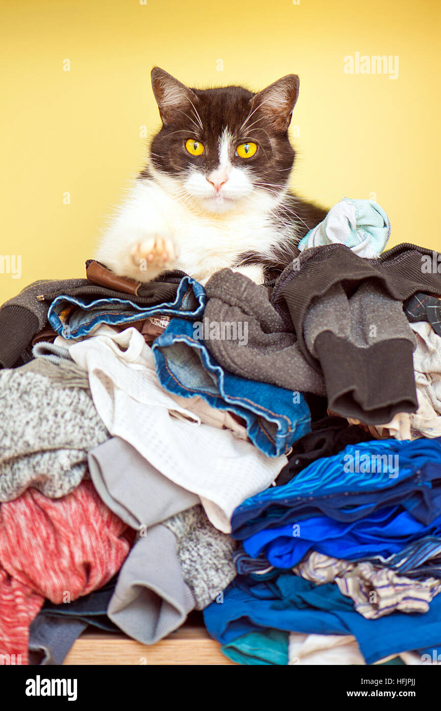 A cat relaxes on a pile of clean clothes Stock Photo Alamy