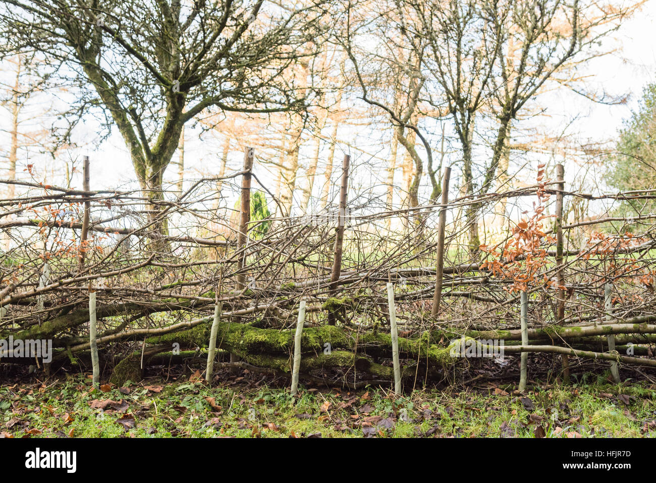 Hedge laying in a traditional rural garden in Scotland, UK Stock Photo
