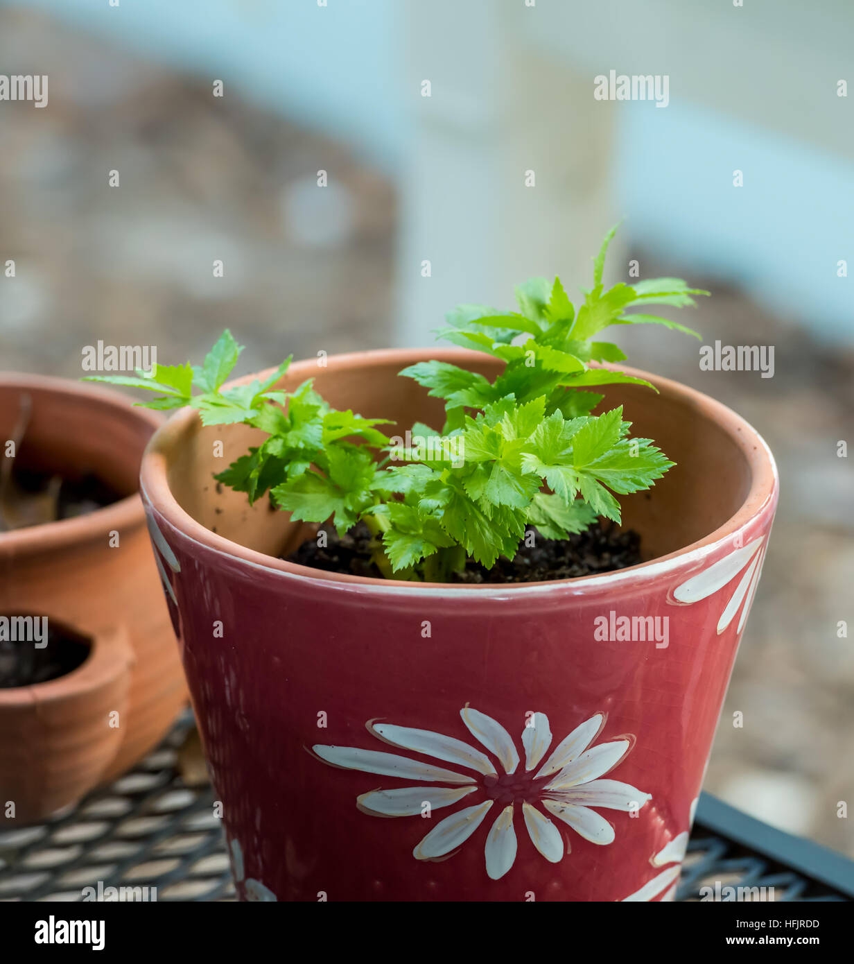 Celery growing in colorful pot, looking healthy and fresh Stock Photo