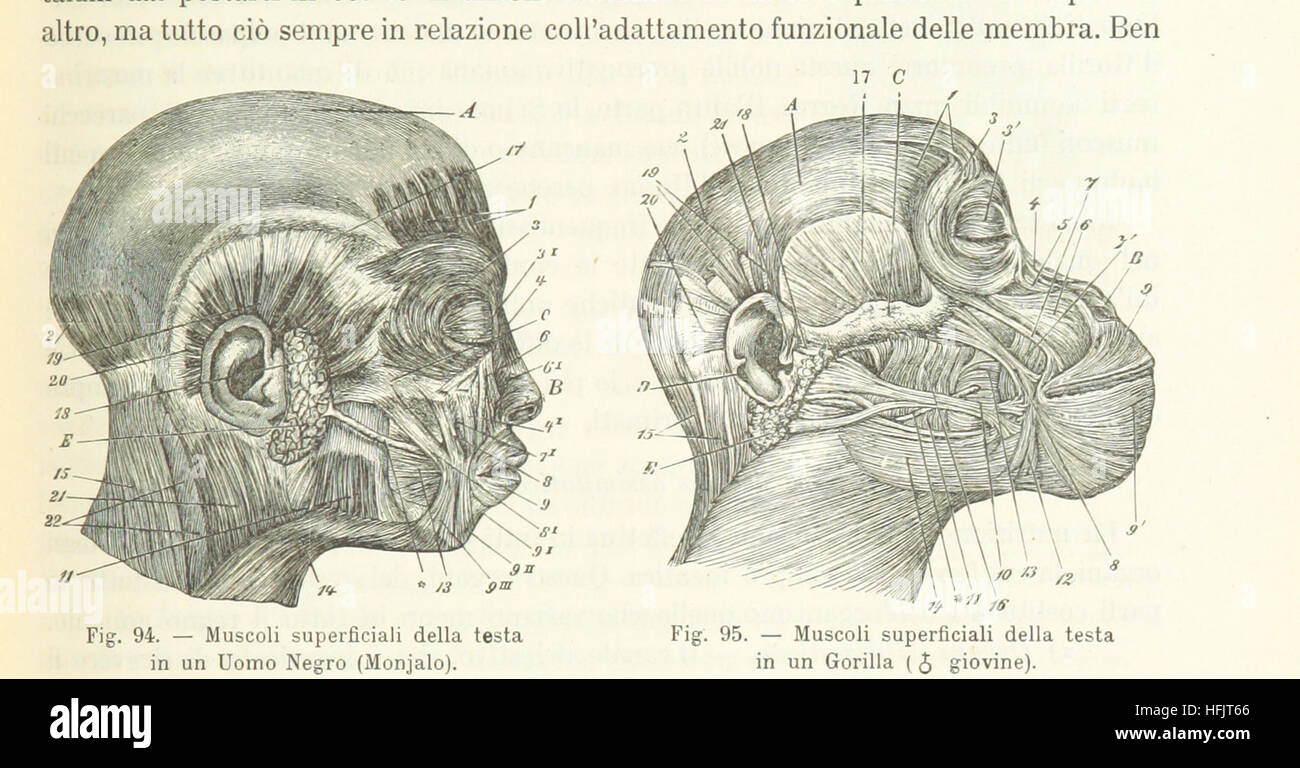 Antropologia generale. Lezioni su l'uomo secondo la teoria dell