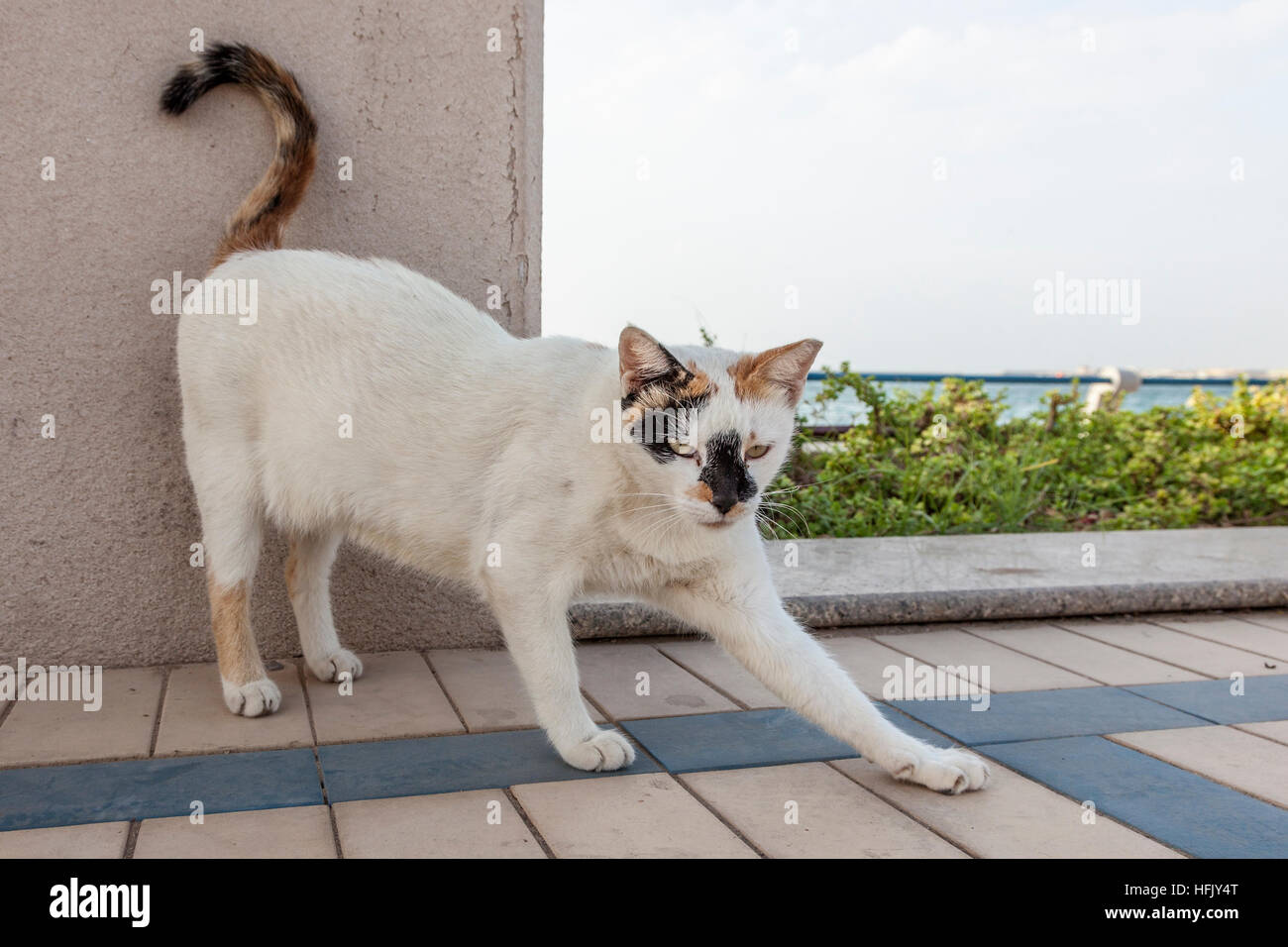 Homeless cat living at the corniche in the city of Abu Dhabi, United