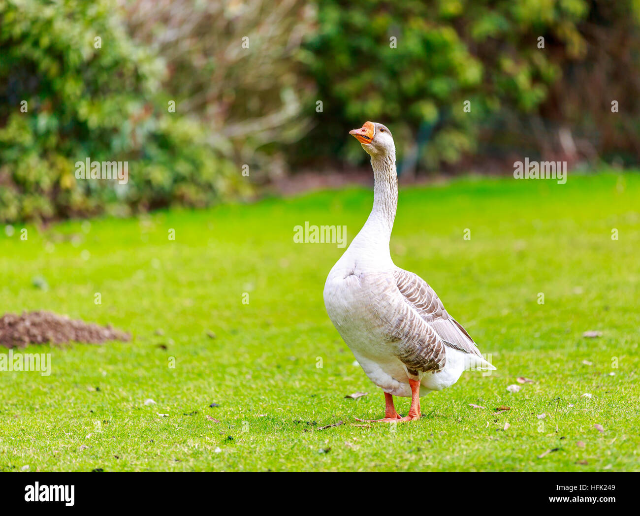 Emden Goose stroll across the meadow, with head held up high. Stock Photo