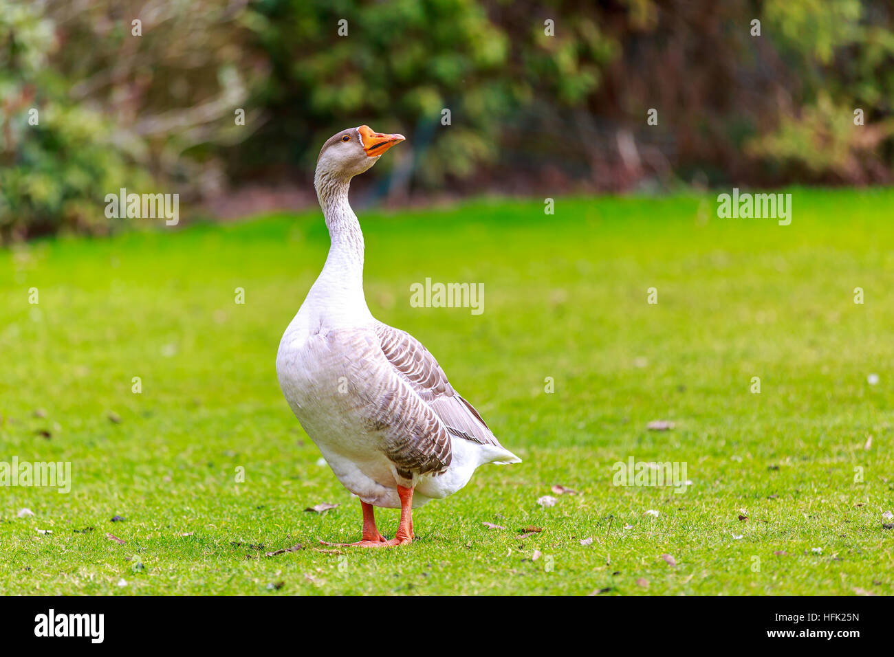 Emden Goose stroll across the meadow, with head held up high. Stock Photo