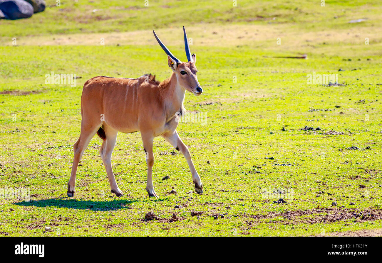A female common eland antelope walking across the grassland. Stock Photo