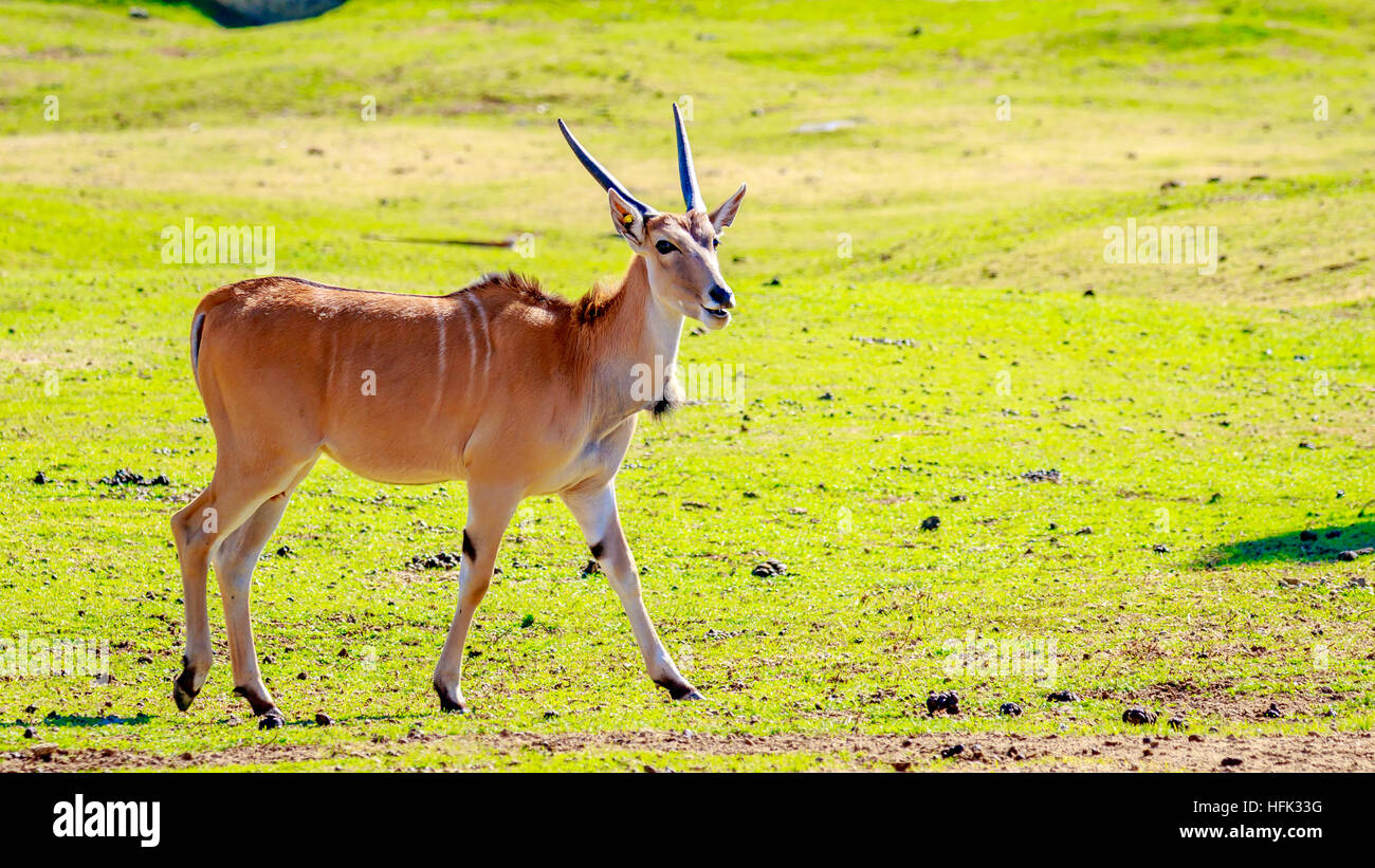 A female common eland antelope walking across the grassland. Stock Photo