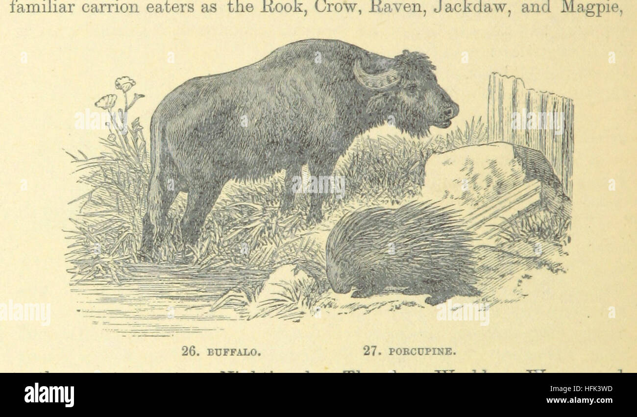 Taken from page 248 of 'The World's Inhabitants', this image ...