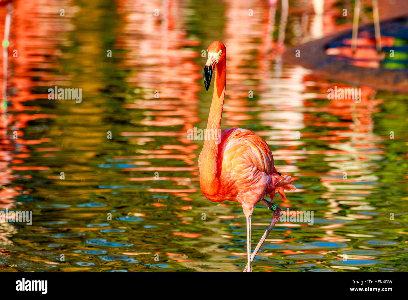 a-pink-flamingo-wading-in-the-water-stock-photo-alamy