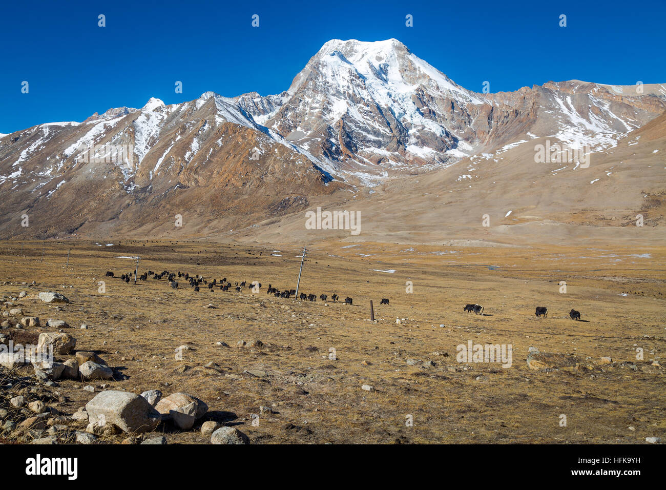 Himalayan grazing pasture for wild yaks at Chopta mountain valley North Sikkim, India. Stock Photo