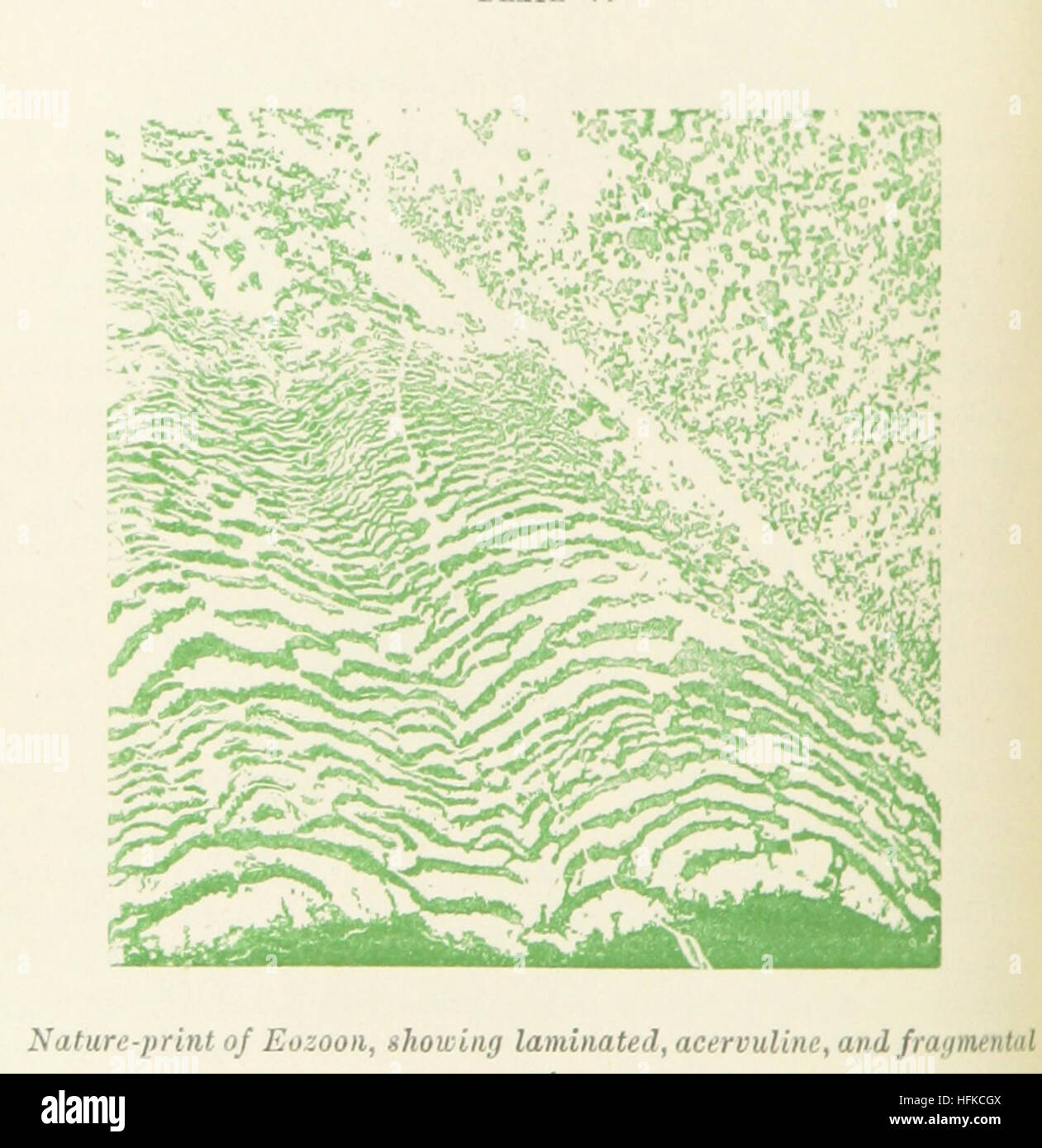 Life's Dawn on Earth: being the history of the oldest known fossil remains, and their relations to geological time and to the development of the animal kingdom ... Second thousand Image taken from page 120 of 'Life's Dawn on Earth Stock Photo