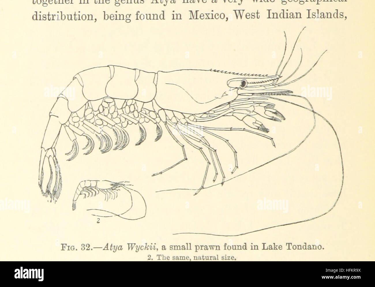 A Naturalist in North Celebes. A narrative of travels in Minahassa, the Sangir and Talaut Islands, with notices of the fauna, flora and ethnology of the districts visited ... With maps and illustrations Image taken from page 268 of 'A Naturalist in North Stock Photo