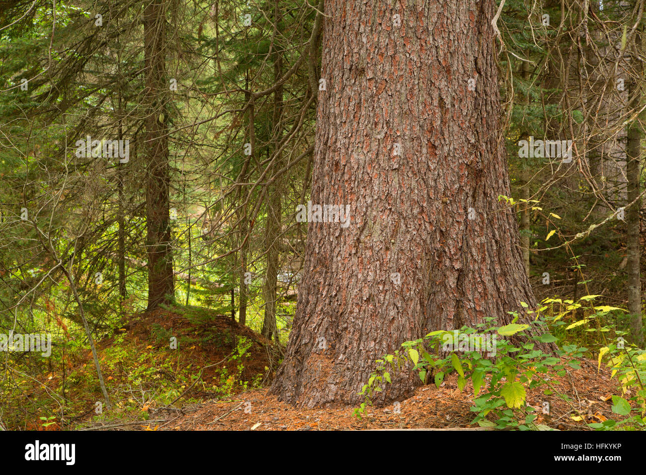 Spruce, Savenac Historic Tree Nursery, Lolo National Forest, Montana