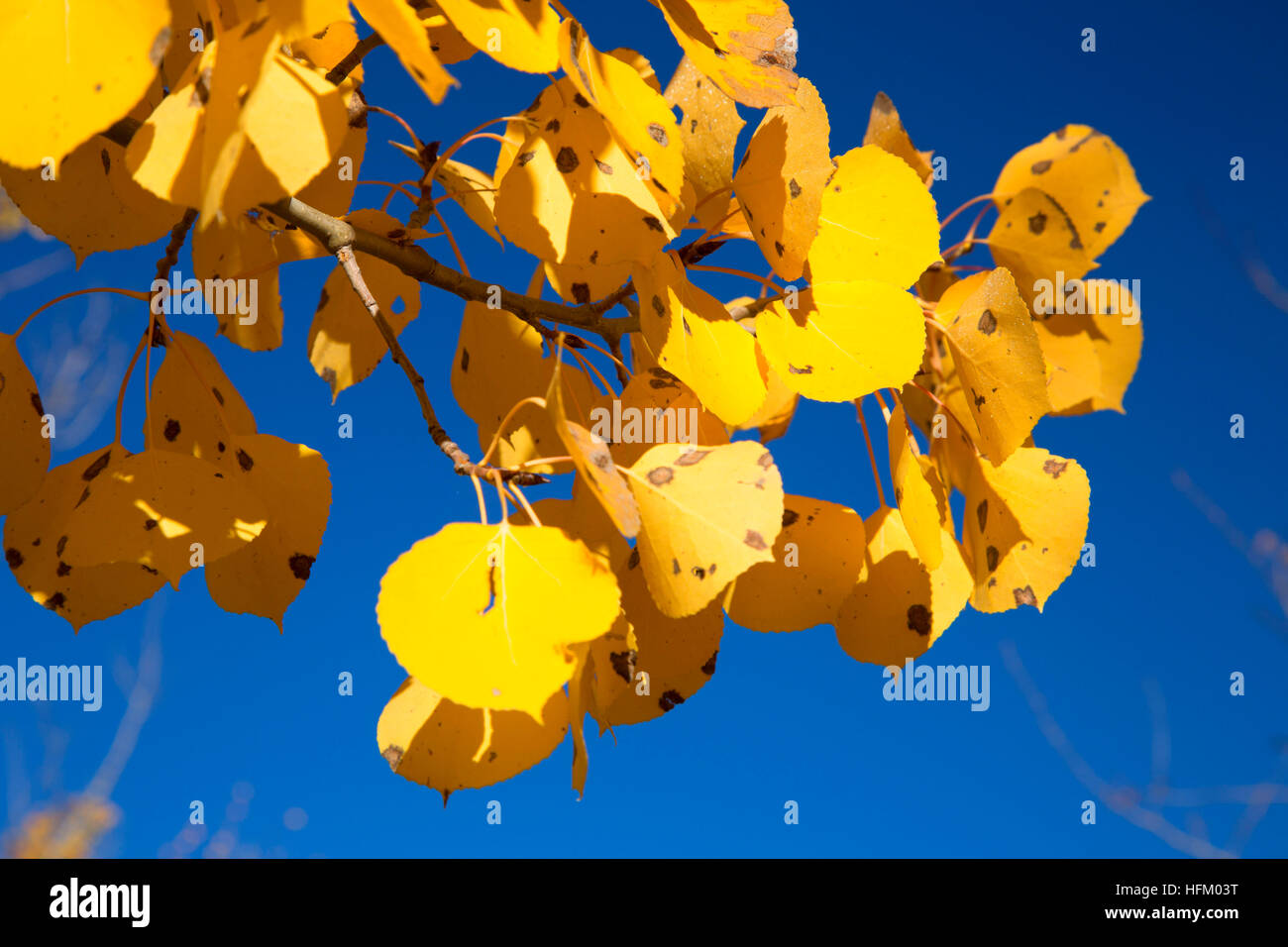 Autumn quaking aspen leaves, Red Rock Lakes National Wildlife Refuge
