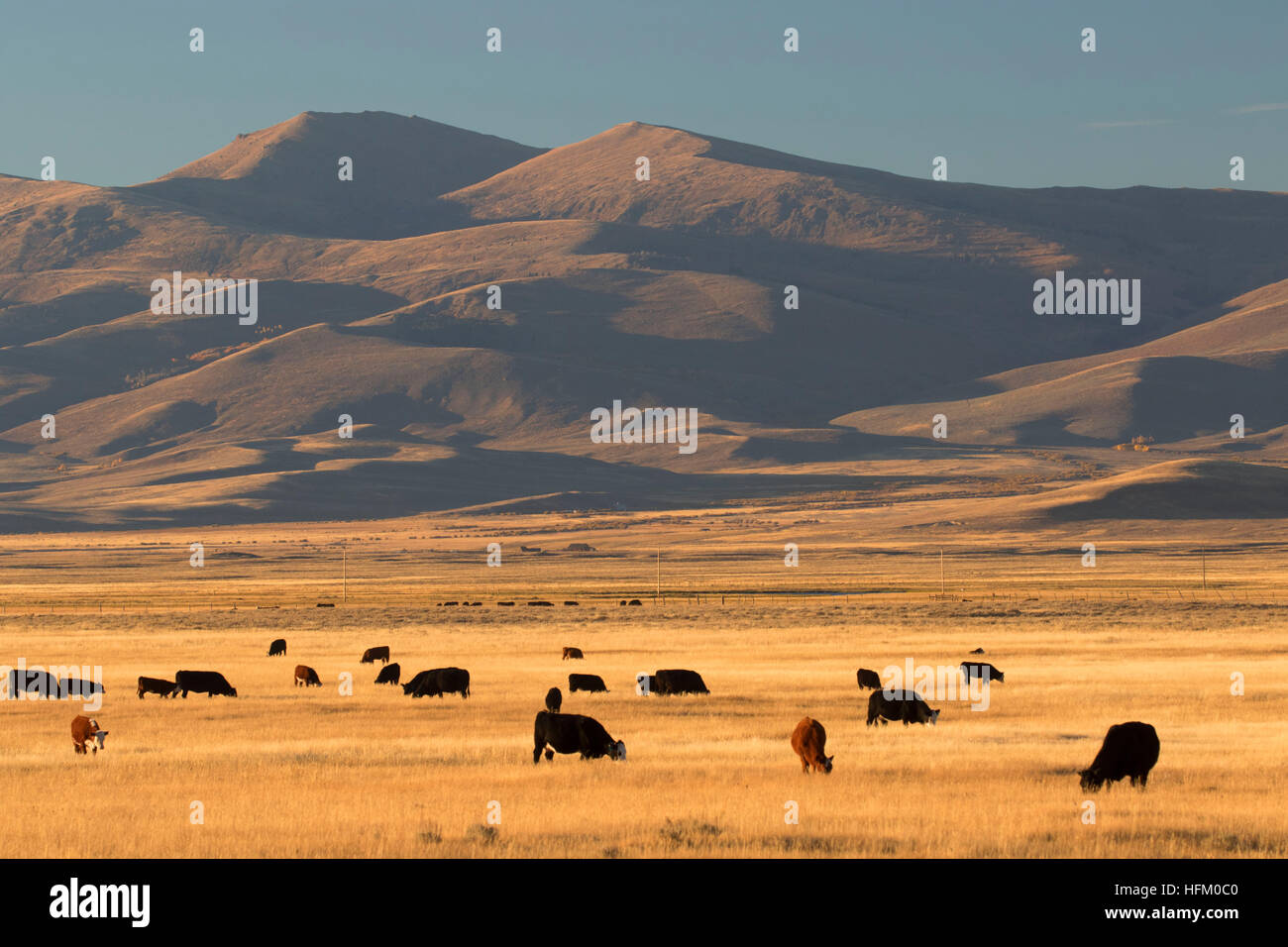 Cattle in Centennial Valley, Beaverhead County, Montana Stock Photo