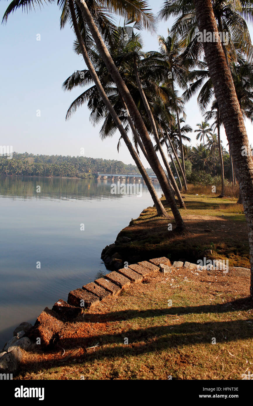 Coconut plantations kerala hi-res stock photography and images - Alamy