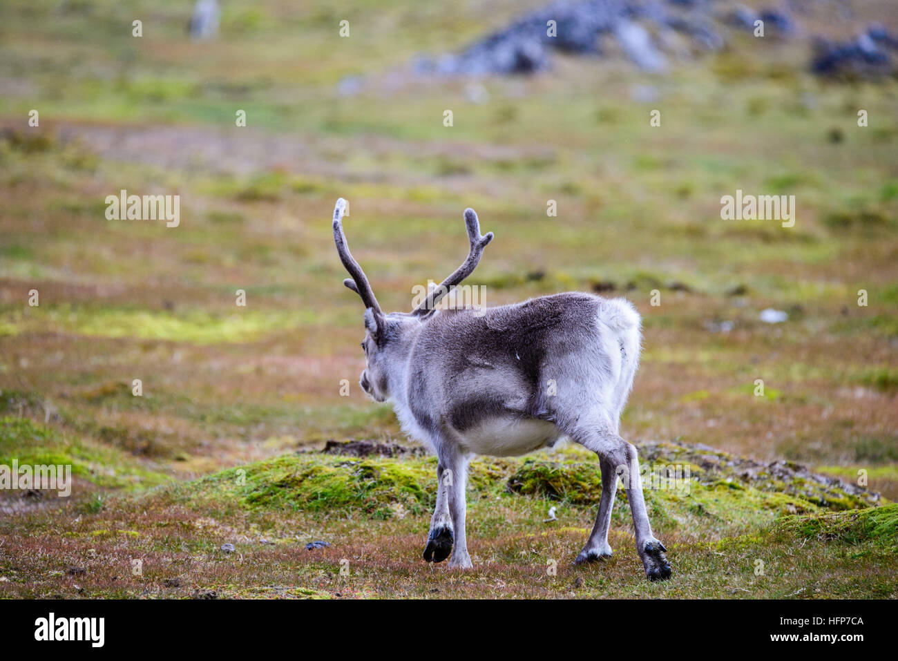 Reindeer in Svalbard Stock Photo - Alamy